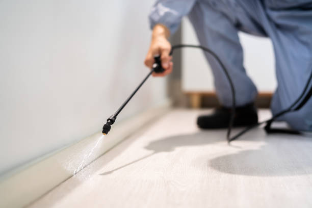 Licensed Wasp Removal service in March ARB, CA - Show Me Pest Control