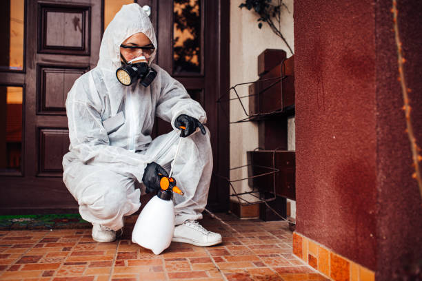 Reliable Wasp Removal contractor in March ARB, CA by Show Me Pest Control